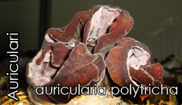 Auricularia