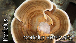 Koriolus- Hindi Kuyruğu Mantarı