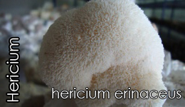 Hericium - Aslan yelesi Mantarı