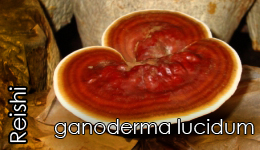 Reishi Mantarı