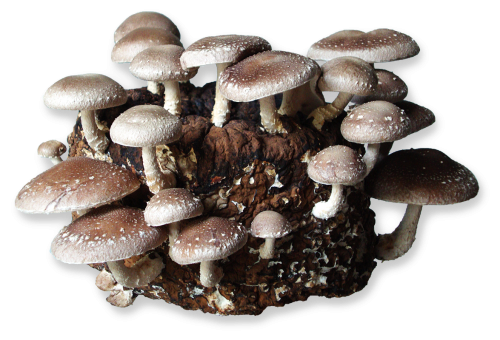 Mantrar Miseli(TOHUM)