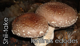 Shiitake