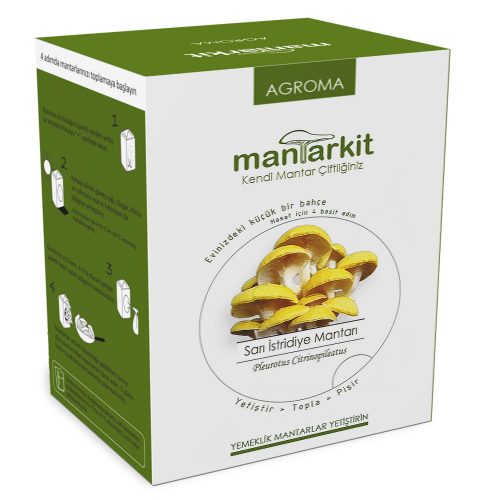 Hobi Kiti Pleurotus Citrinopileatus