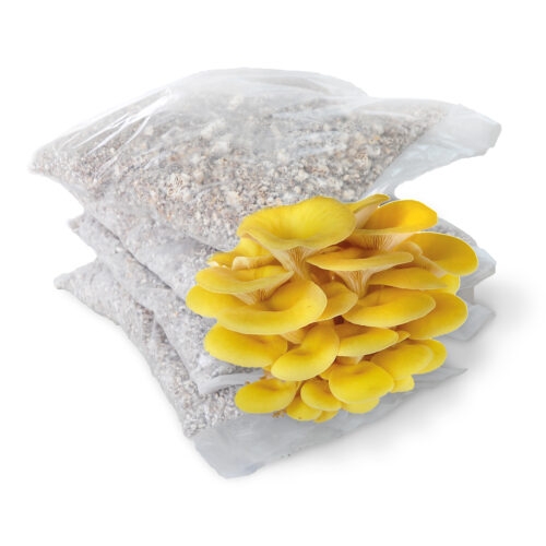 Misel Pleurotus Citrinopileatus