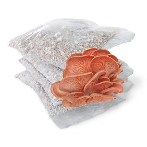 Misel Pleurotus Djamor