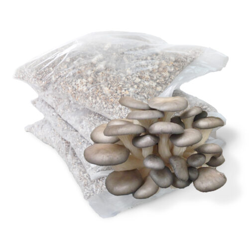 Misel Pleurotus Ostreatus